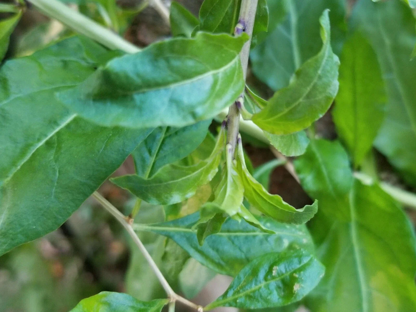 Fresh Goji Berry Live Plant Cuttings - Set of 3 - Lycium barbarum - Bushy, Full Sun, Nutrient-Rich Fruits