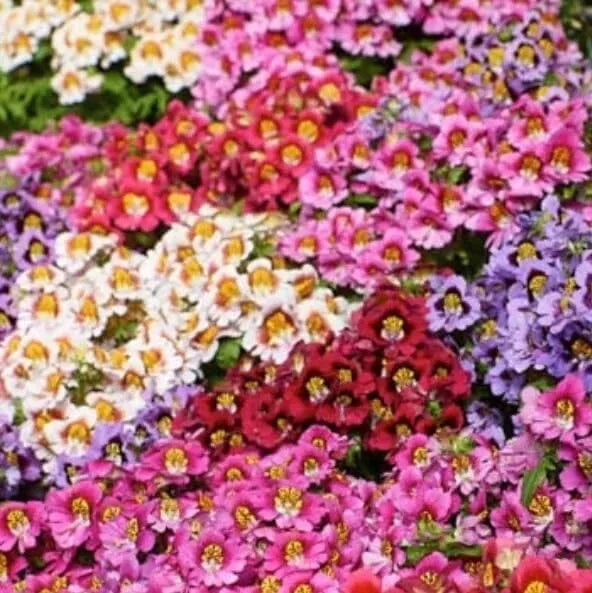 Butterfly Flower Seeds - Angel Wings Mix, Pollinator-Friendly Perennial, Asclepias tuberosa, 30 Seeds