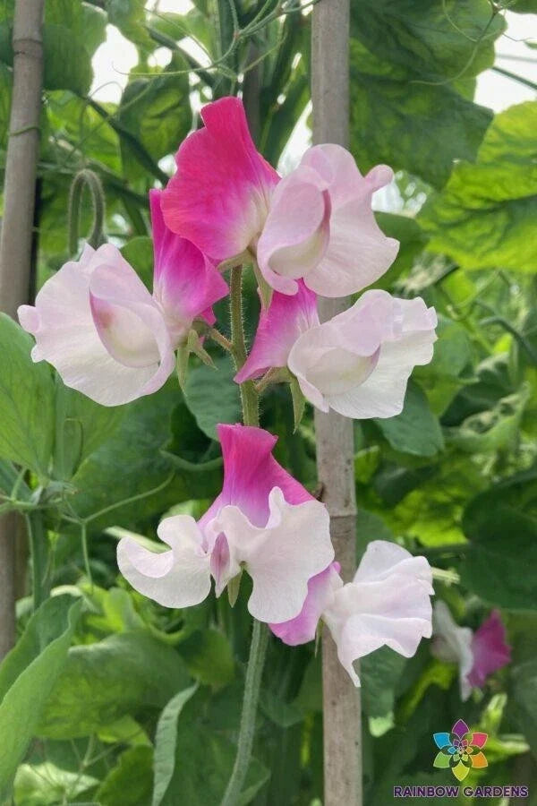 Sweet Pea Seeds - 50 Sunshine Pink Bicolour - Climbing Flower - Lathyrus odoratus - Garden Planting, Annual, Fragrant, Non-GMO
