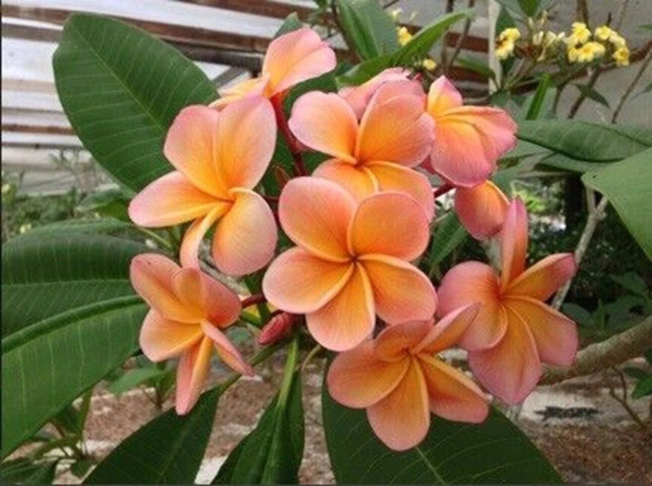 Light Pink Orange Plumeria Seeds | Perennial Fragrant Flower Seeds | Tropical Garden Plant | Plumeria rubra 5 Pack