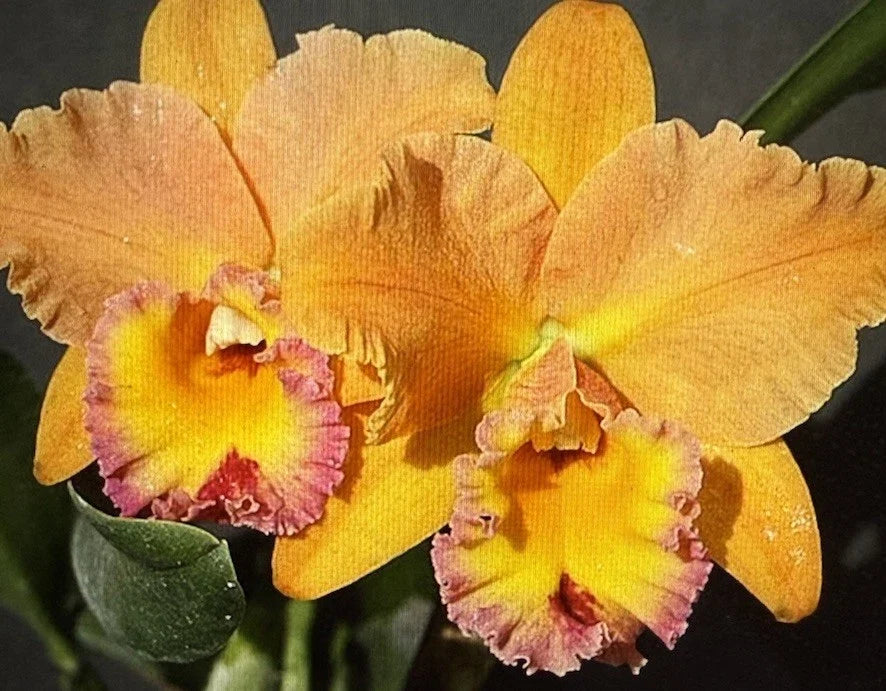 Dendrobium Orchid Plant Bare Root 1 Stem Jessie Lee No Pot No Buds Epiphytic