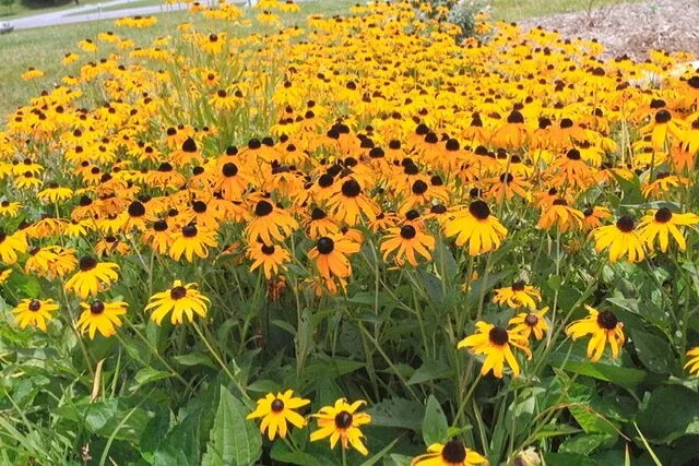 Black Eyed Susan Seeds - 200 Count Rudbeckia hirta Brown Eyed Variety