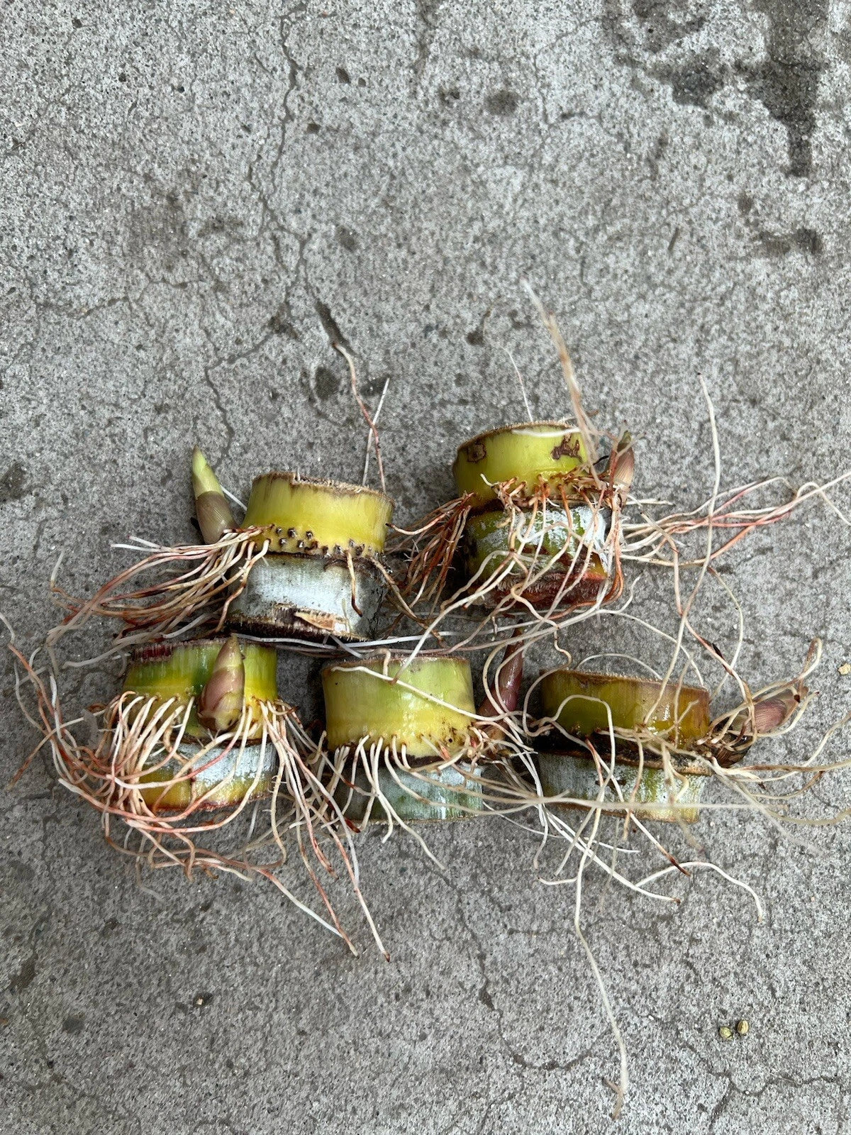 Sugarcane Cuttings 5pcs Ready to Plant Saccharum officinarum Juicy Sweet Garden Grow Kit