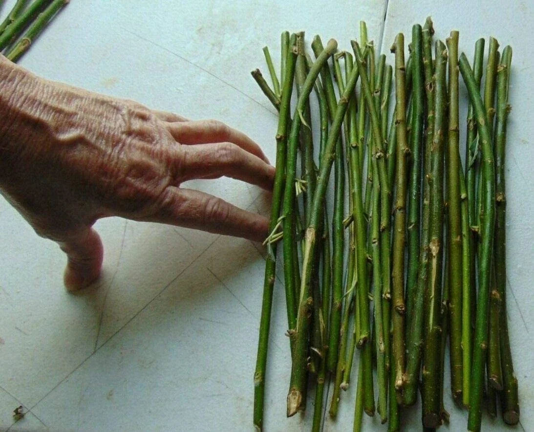 Hybrid Willow Tree Cuttings for Planting, Fast-Growing Privacy Trees, Salix x matsudana, Bulk Pack