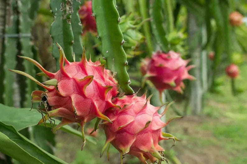 Organic Dragonfruit Starter Plant 2.5" Pot - Edgar's Baby Hylocereus Live Plant