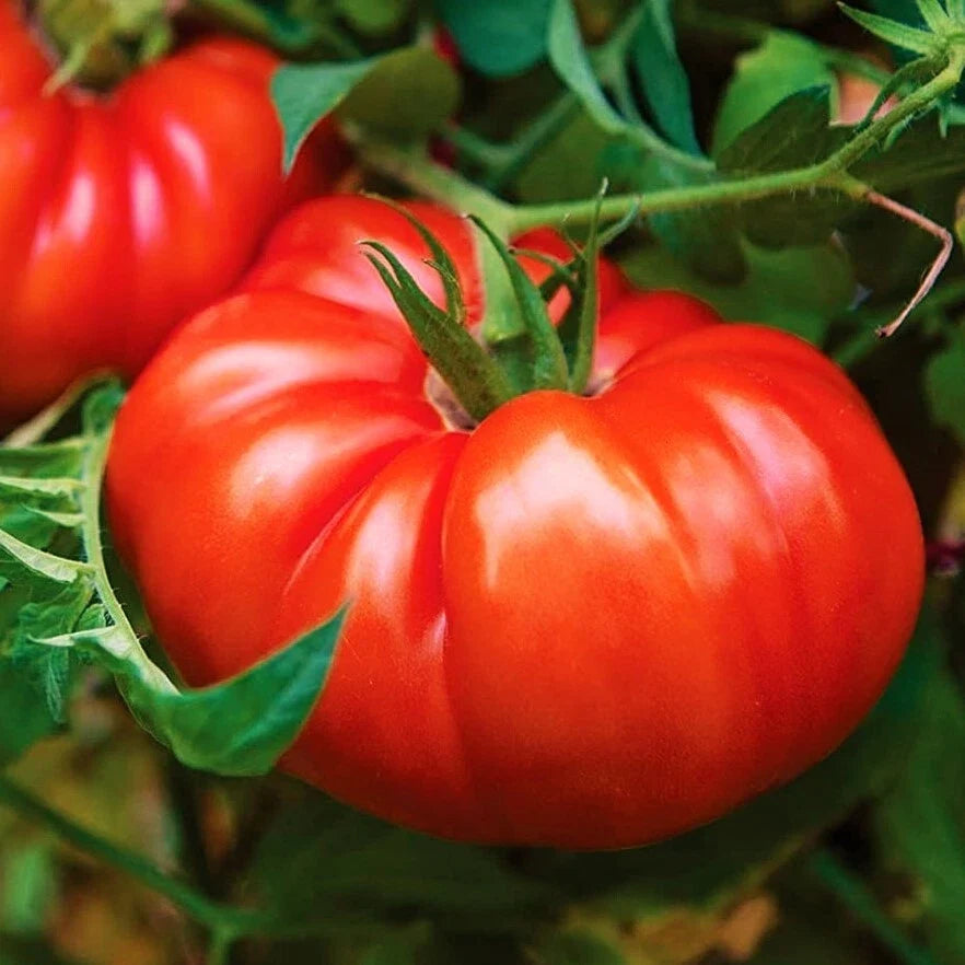Giant Beefsteak Tomato Seeds | Extra Large Heirloom | Determinate | Solanum lycopersicum | 2025