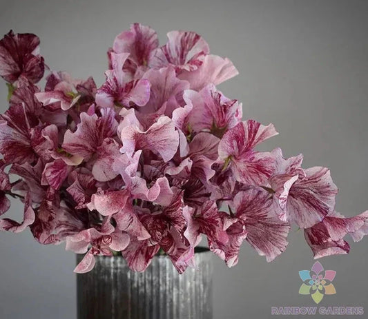 Chocolate Sweet Pea Seeds - 50 Count - Lathyrus odoratus - Maroon Fragrant Flowers
