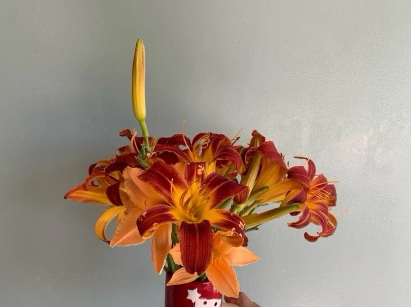 Daylilies Plant Root Red Yellow Hemerocallis Perennial Deer Resistant Garden Flower