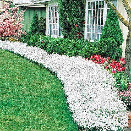 Snow in Summer Seeds - Cerastium tomentosum Ground Cover, Carpet of Snow, Exotic Garden Flowers, 250+ Seeds, Made in USA