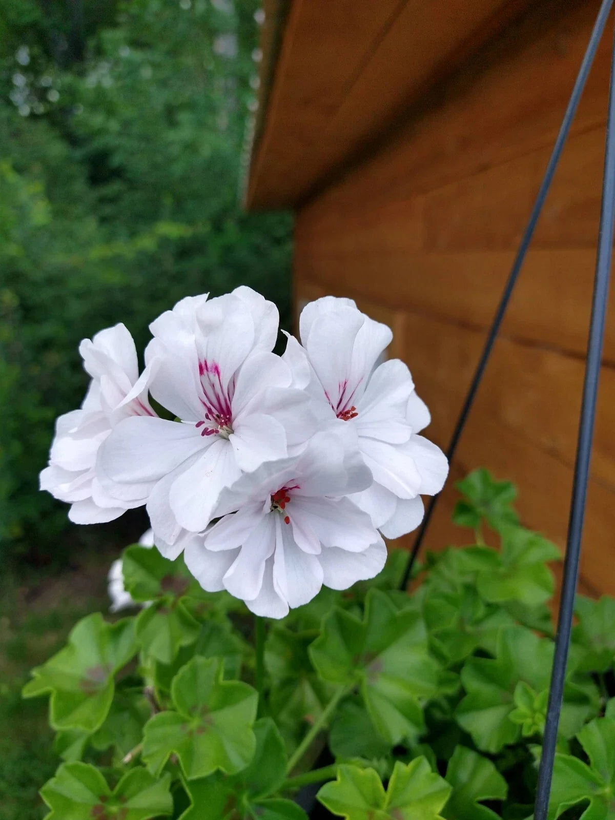Ivy League White Geranium Live Plants, Pelargonium peltatum, Trailing, Heat Tolerant, for Baskets & Containers, 4 Baby Plugs
