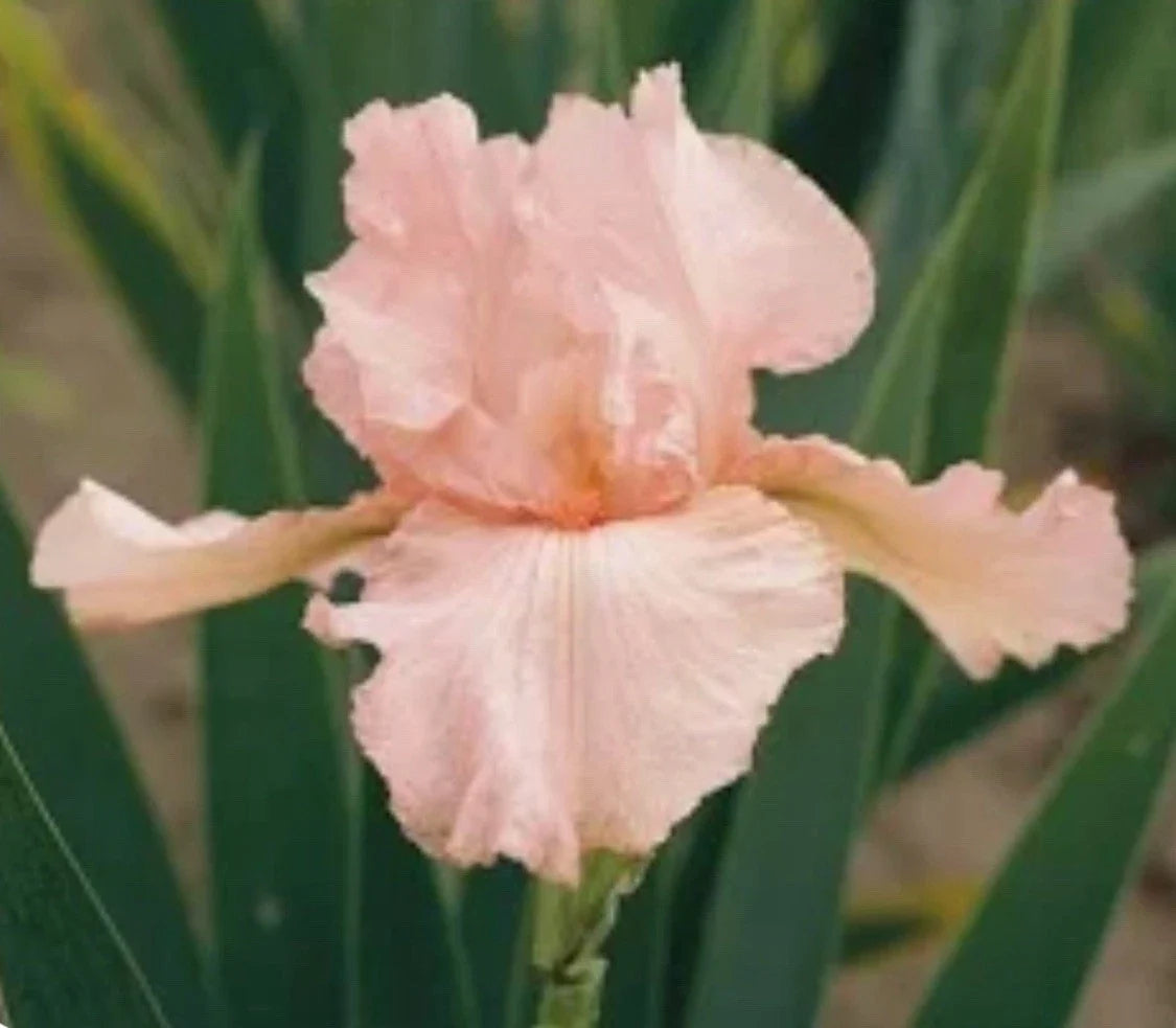 Pink Tall Bearded Iris Bulb - Iris germanica, Freshly Dug, Garden Flower, Spring Bloom, Easy to Grow