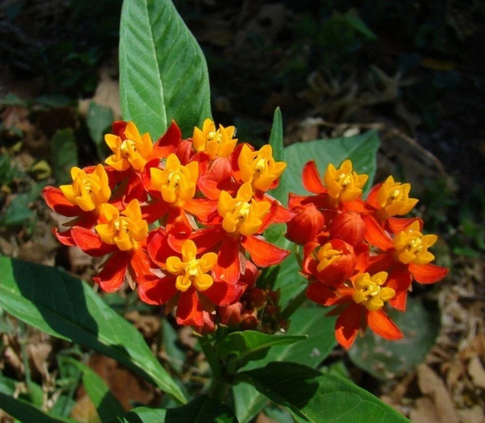 Tropical Milkweed Seeds - 30+ Heirloom Asclepias curassavica Seeds - 12/2024 Harvest