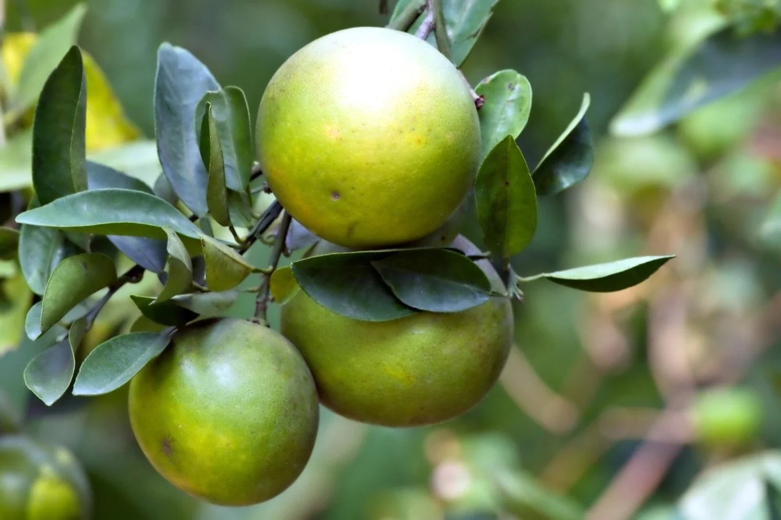 Dwarf Organic Pomelo Citrus Seeds - 5 Pack, Citrus Maxima, Non-GMO, Small Space Fruit Tree for Home Garden