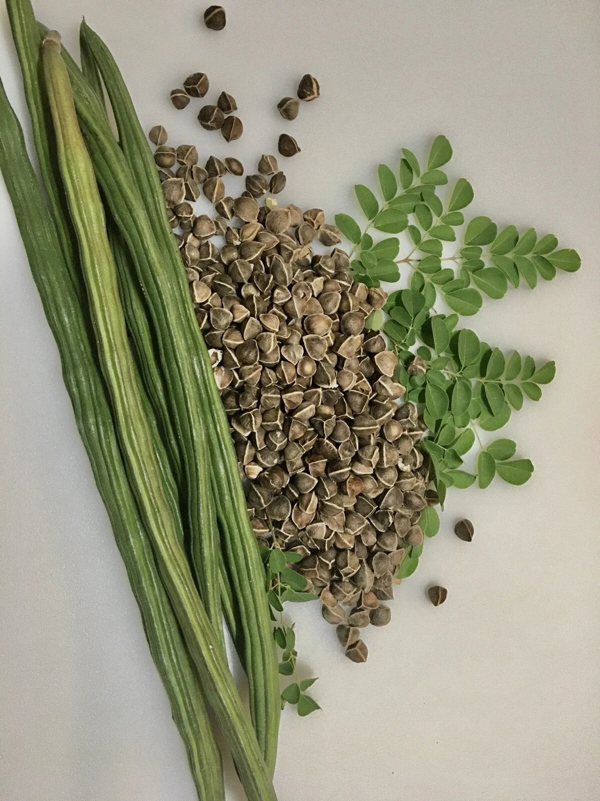 Moringa Seeds for Planting – Non-GMO Fast Growing Malungay Seeds – Moringa oleifera, 100+ Pack