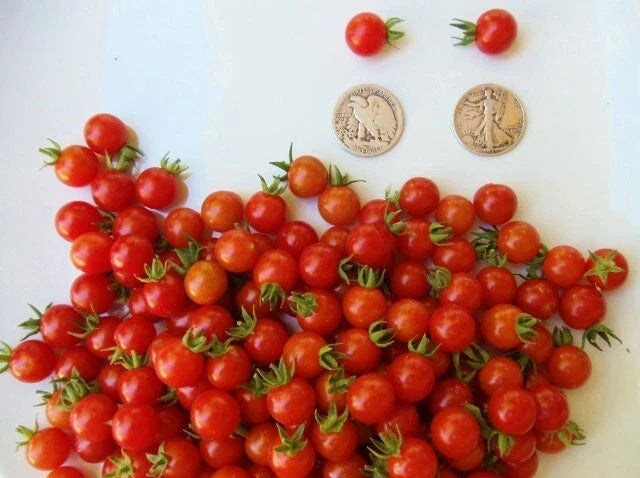 Matt's Wild Cherry Tomato Seeds - Heirloom, Super Sweet, Bite-Sized, Solanum lycopersicum, 30 Seeds for Home Gardening