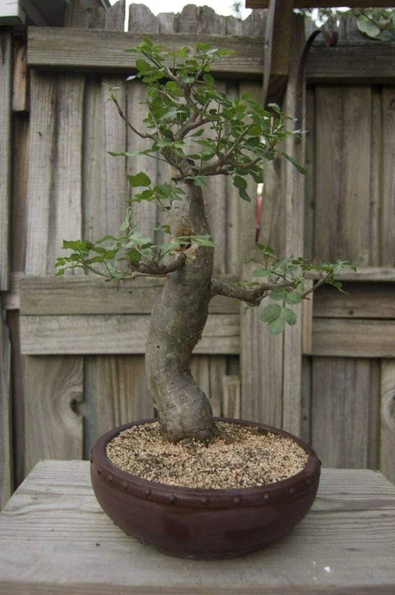 Baobab Bonsai Tree Seeds - Adansonia Digitata - Exotic Drought-Resistant Tree for Gardening & Bonsai Cultivation