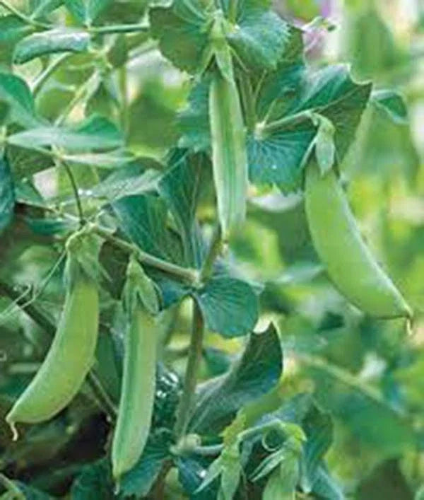 Early Alaska Pea Seeds – Heirloom Non-GMO Pisum sativum, 100+ Seeds for Garden or Container Planting