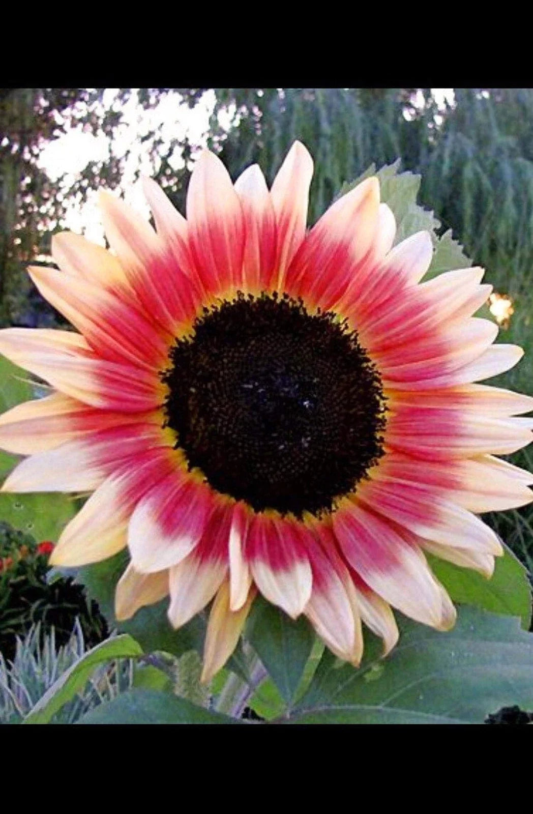 Strawberry Blonde Sunflower Seeds - Pink Variety Helianthus Annuus for Garden, Landscape & Cut Flowers