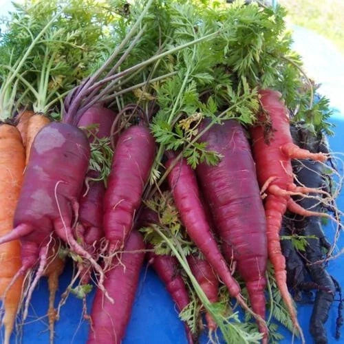 Atomic Red Carrot Seeds – Heirloom Non-GMO Daucus carota, 1000+ Seeds for Home Garden, Vibrant Color, Fast Germination
