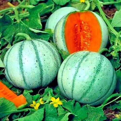 Charentais Melon Seeds – Organic NON-GMO French Hybrid Cantaloupe Seeds for Home Garden, 20 Pack