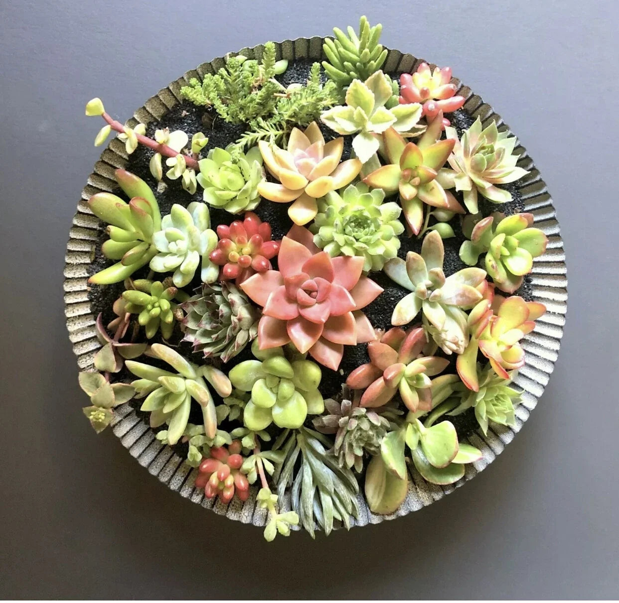 25 Succulent Cuttings Assorted Varieties Organic Fresh Plants for DIY Arrangements Indoor Outdoor