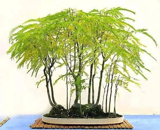 Thornless Honey Locust Tree Seeds 20 Pack for Bonsai & Outdoor Planting – Gleditsia triacanthos var. inermis