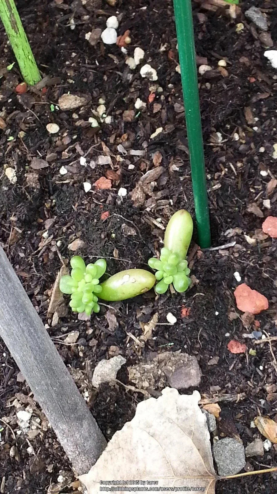 Jelly Bean Plant Cuttings (12) - Sedum Rubrotinctum Succulent Roots for Propagation