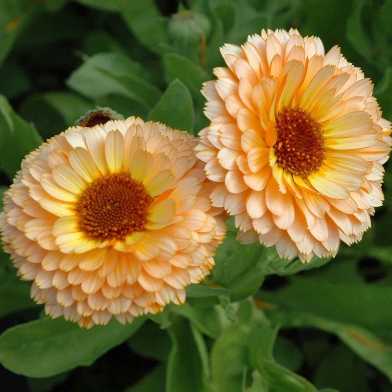 Pink Surprise Calendula Seeds - Heirloom Edible Flowers, Bright Pink Blooms, Calendula officinalis, Annual, Full Sun