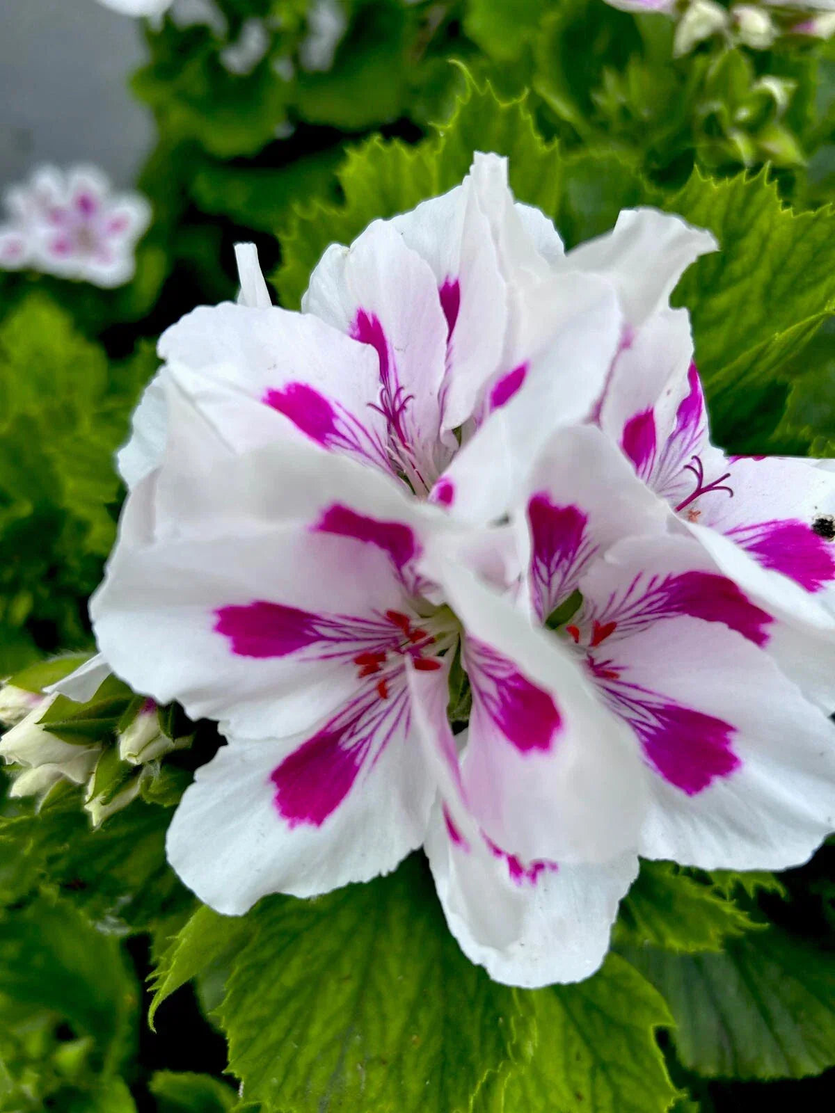 Geranium Live Plants 10-12" Tall White & Vibrant Pink Perennial Pelargonium
