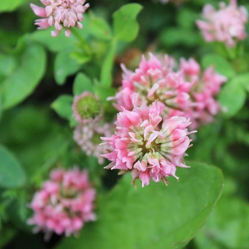 Strawberry Clover Seeds, Native Perennial, Trifolium Fragiferum, Ground Cover, 250+ Seeds, Drought-Resistant, Bee-Friendly