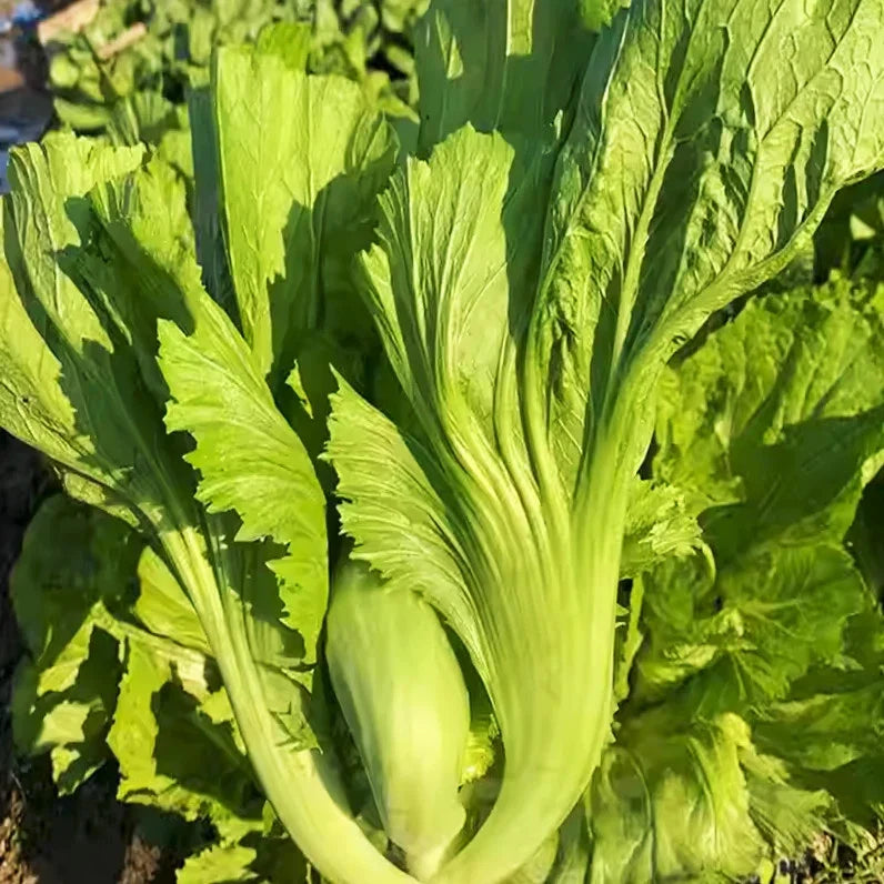 Da Ping Pu Mustard Green Seeds - Brassica juncea Small Head, Tender Leaves, Edible Greens, 2025 Planting Seed Packet