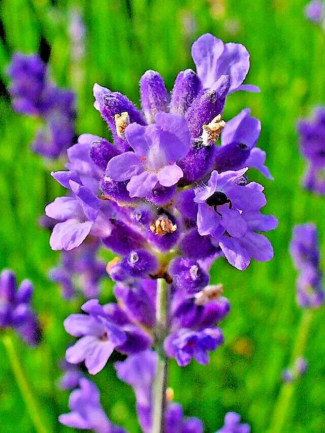 English Lavender Seeds 100 Count Munstead Variety Agastifolia Lavender Hardy Herb for Gardens & Containers
