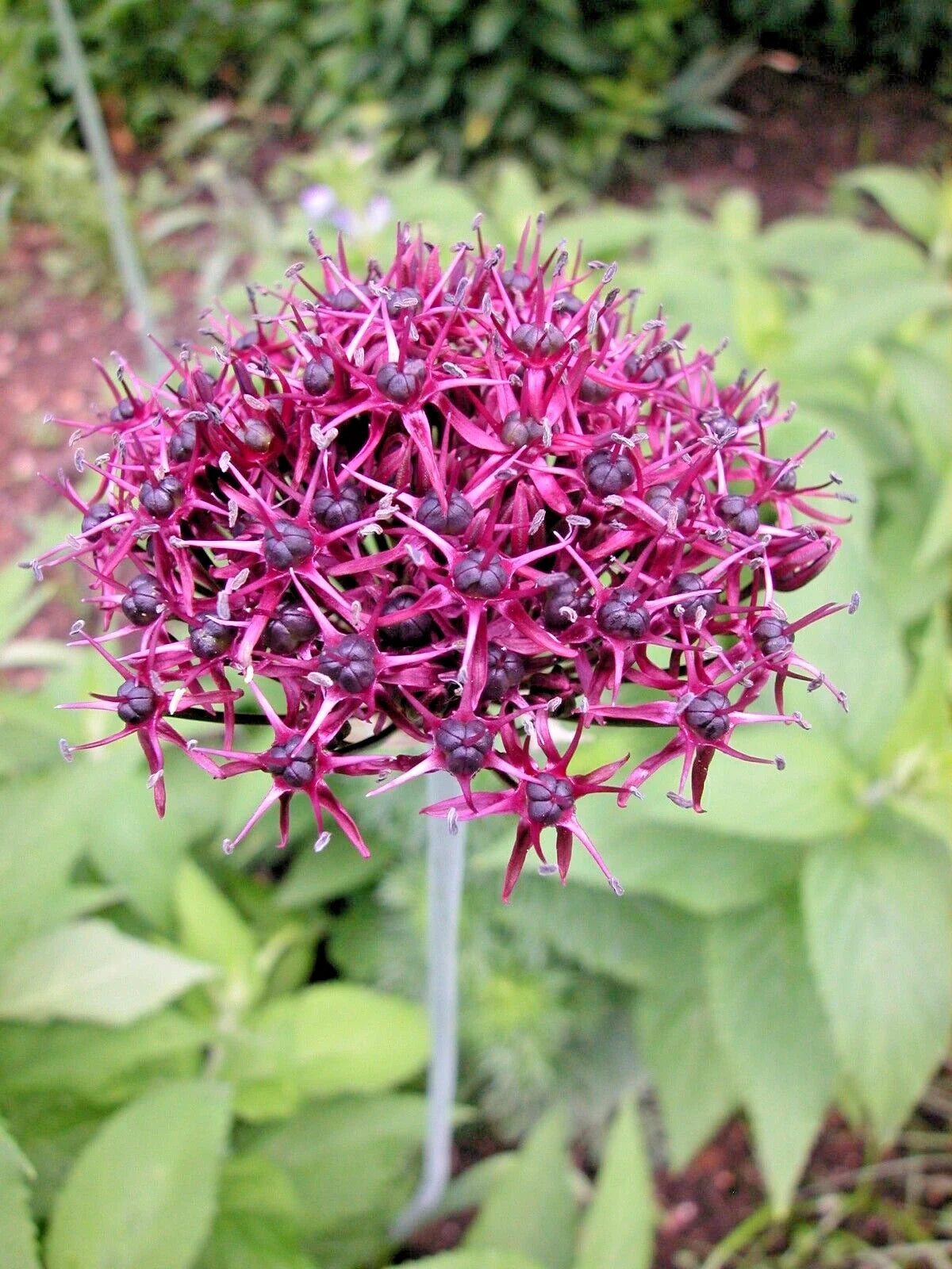 Allium atropurpureum Bulbs 6-Pack Dark Purple Edible Herb Live Plant, Ornamental Flower Bulbs for Garden, Pollinator Attractant