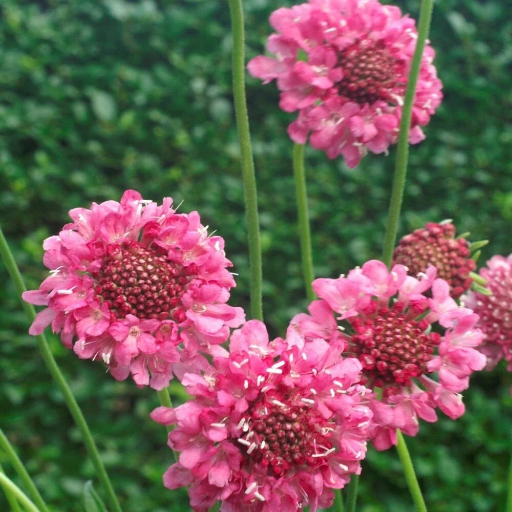 Pink Scabiosa Seeds - 100 Pack, Scabiosa atropurpurea Rose, Cottage Garden Flower Seeds for Borders & Containers