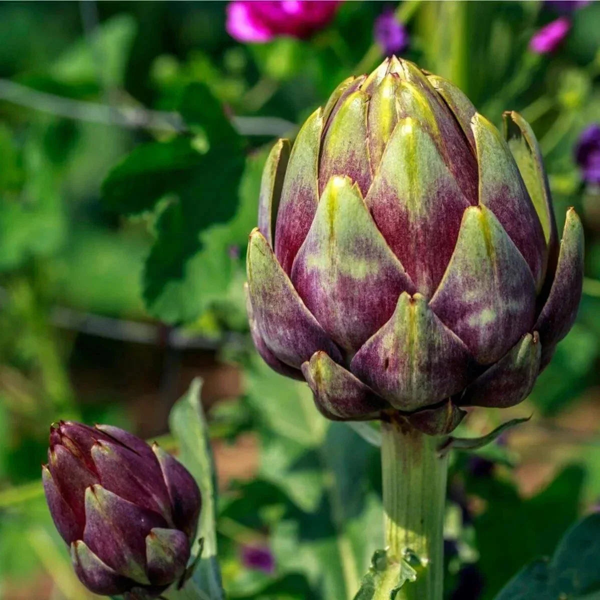 Purple Romagna Artichoke Seeds - Non-GMO, Heirloom Cynara scolymus, Gourmet Vegetable for Home Garden