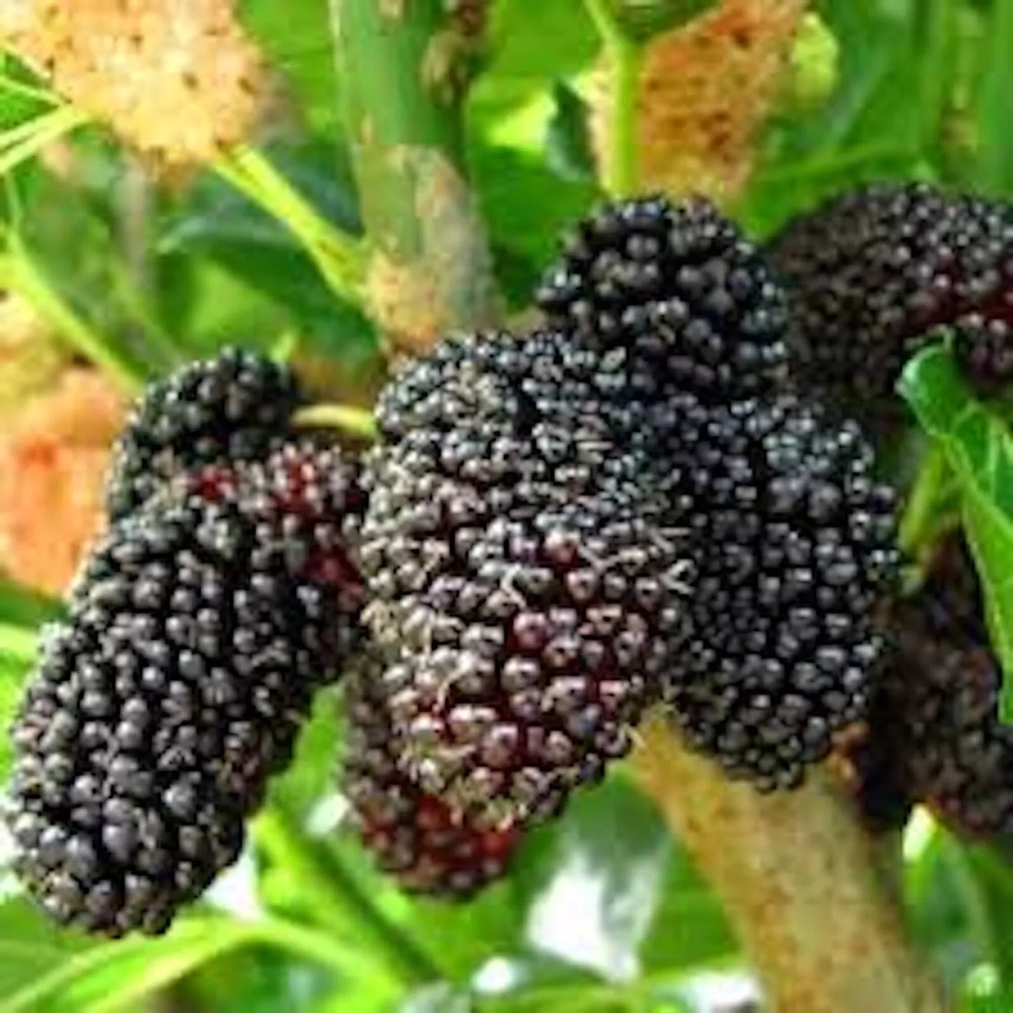 Dwarf Mulberry Tree Starter Plants - 10 Bare Root Morus nigra Edible Fruit, Cold Hardy, Self-Pollinating