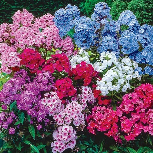 Tall Mix Phlox Seeds - Over 100 Vibrant Colors - Phlox paniculata - Garden Flowers for Borders & Containers