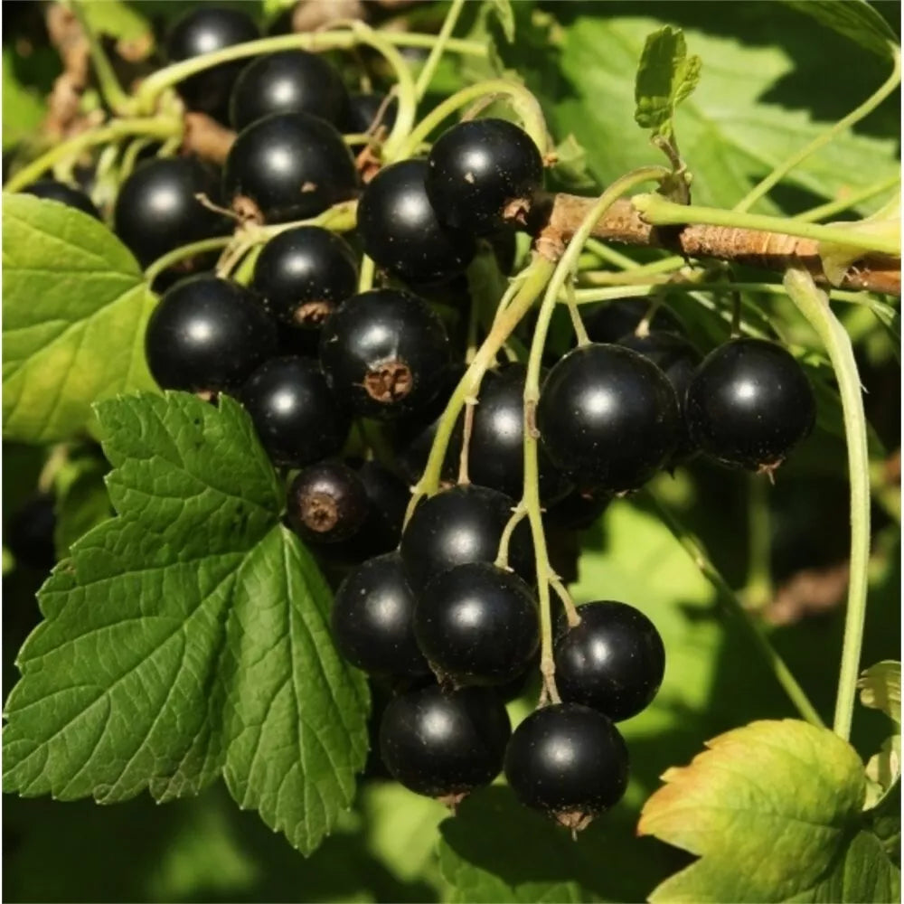 Ben Alder Black Currant Live Plant - Edible Shrub Starter, Ribes nigrum, Zones 3-9