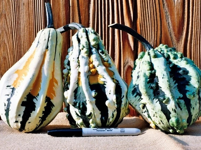 Super Wings Gourd Seeds - Pack of 25, Unique Winged Gourds, Cucurbita pepo, Climbing Vine for Gardening & Decoration