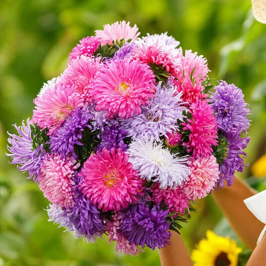 Aster Seeds - 200 Non-GMO Giants Mixed Colors - Vibrant Blooms Aster spp.