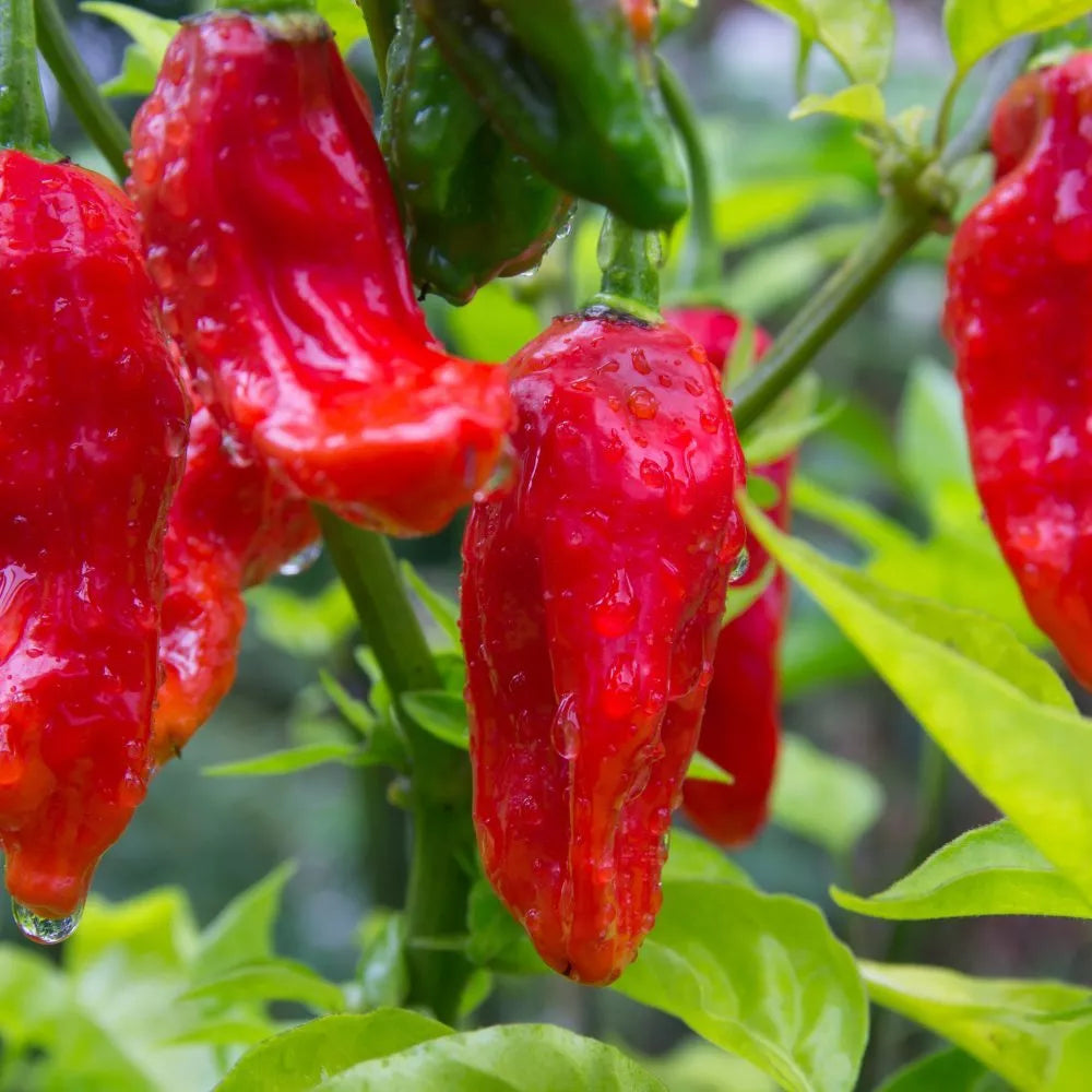 Ghost Pepper Seeds - Bhut Jolokia - Extremely Hot Chili Pepper Seeds - Capsicum chinense - Free Shipping