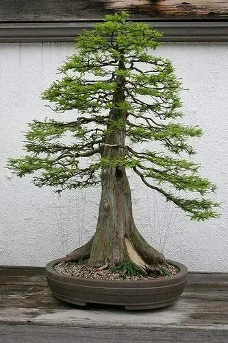 Bald Cypress Bonsai Seeds - 10 Pack, Taxodium distichum, Exotic Tree Seeds for Indoor & Outdoor Cultivation