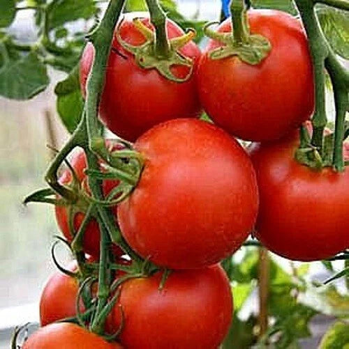 Fastest Tomato Seeds - 42 Day Variety - 25+ Seeds - Solanum lycopersicum