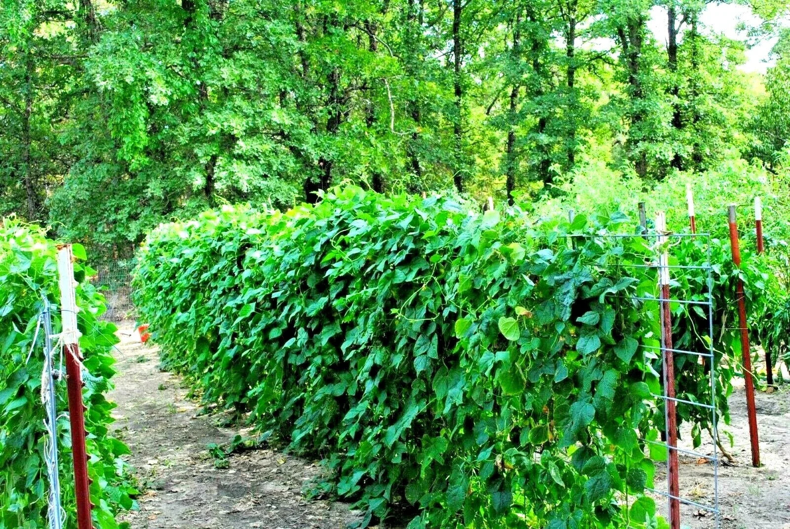 Blue Lake Pole Beans Seeds – Heirloom Phaseolus vulgaris, 50+ Premium Seeds for Vegetable Garden & Vertical Growing