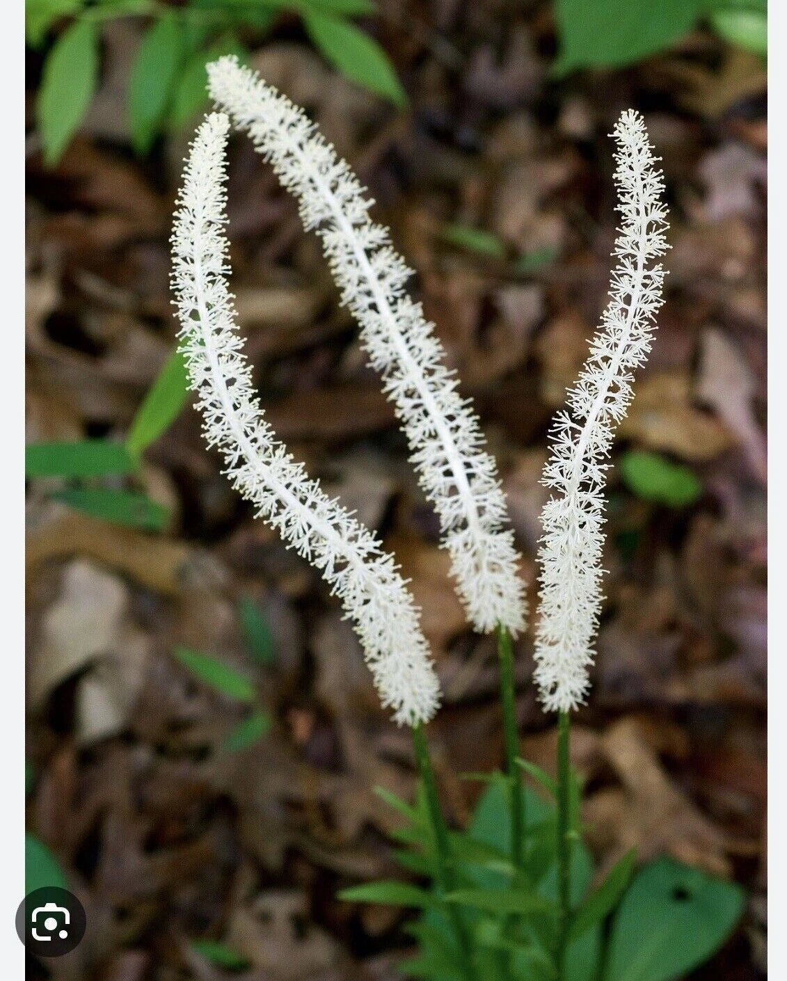 False Unicorn Roots Bareroot 10-Pack Native Wildflower Chamaelirium Luteum for Shade Gardens