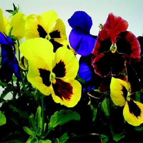 Giant Mix Pansy Seeds - 50 Viola tricolor Flower Seeds for Garden, Containers & Borders