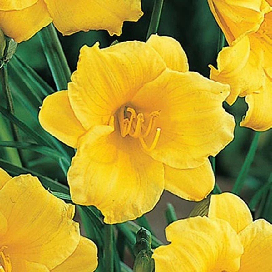 Daylily Plant Live Rooted 6-12" Yellow Stella de Oro Hemerocallis Flower Bush for Garden, Border, Container