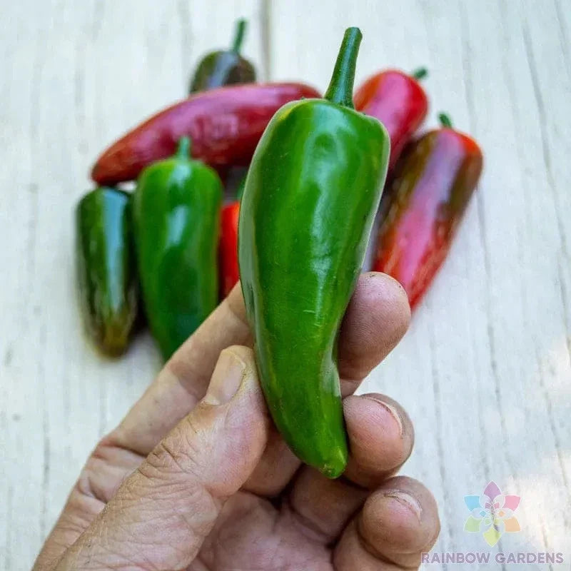 Pot-a-Peno Hot Pepper Seeds - 25+ Pack, Capsicum annuum, Spicy Peppers for Garden & Containers, USA Grown