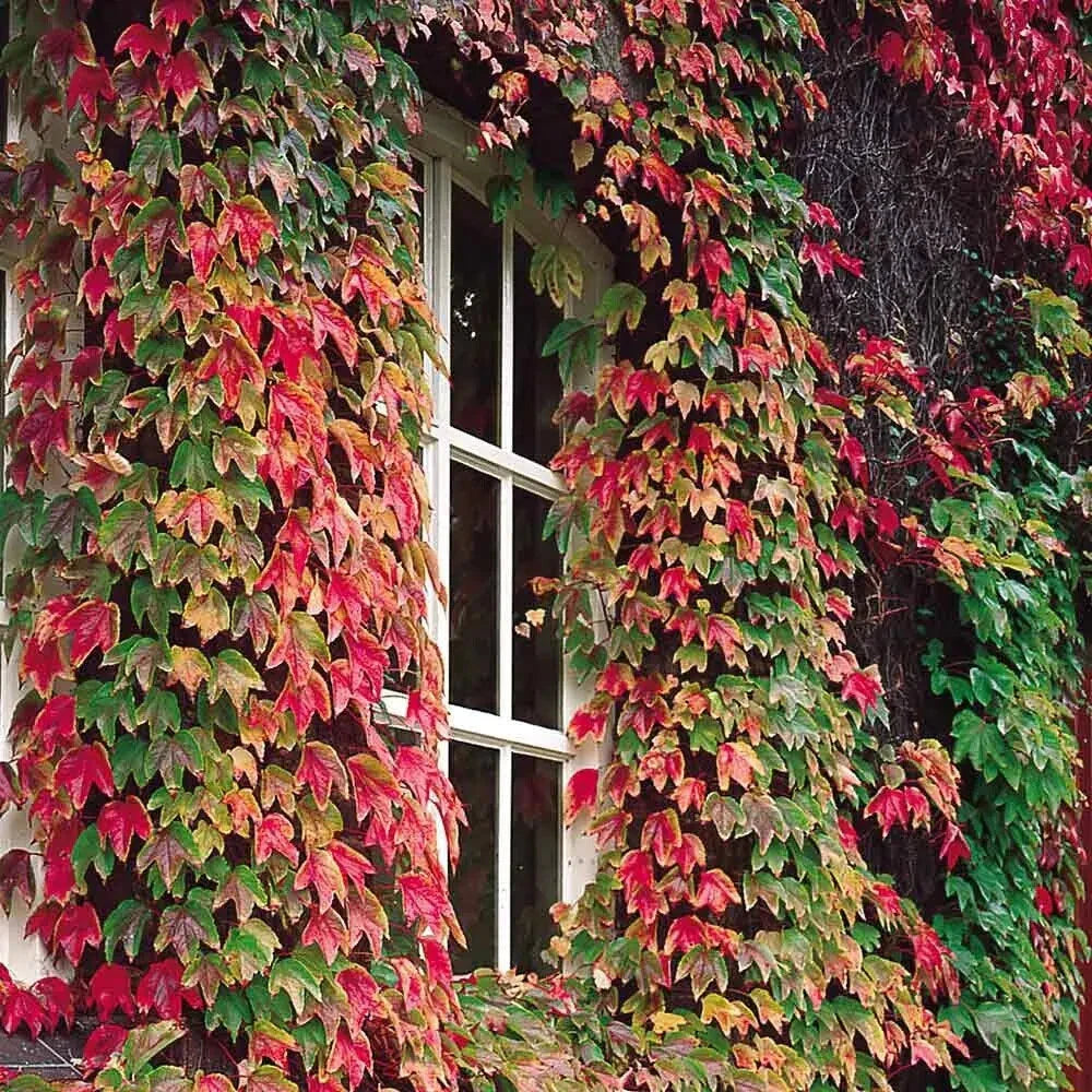 Boston Ivy Seeds - 50 Pack - Parthenocissus tricuspidata - USA Seller 2024