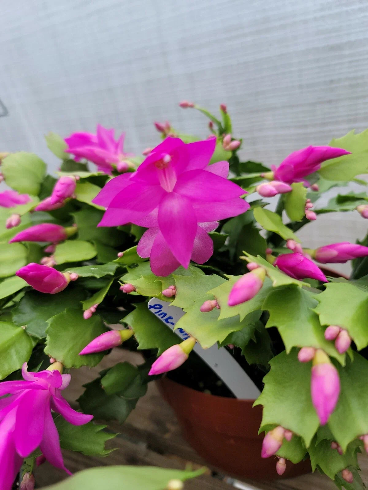Thanksgiving Cactus Cuttings 5 Pack Unrooted Fuchsia Schlumbergera truncata for Propagation and Indoor Gardening